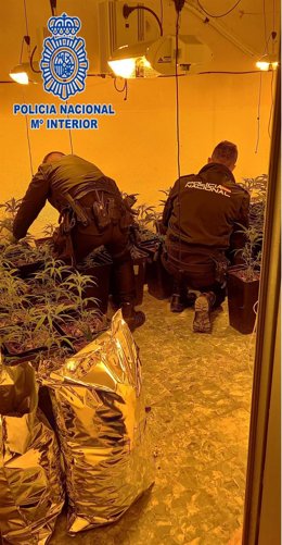 La Policía Nacional Encuentra Una Plantación De Marihuana Tras Un Aviso De Persona Fallecida