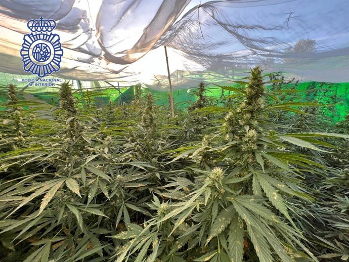 Uno de los invernaderos intervenidos por la Policía Nacional.