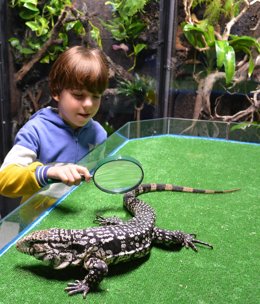 El tegu de un metro que Terra Natura Benidorm ha acogido tras su abandono en una clínica veterinaria de Valencia.