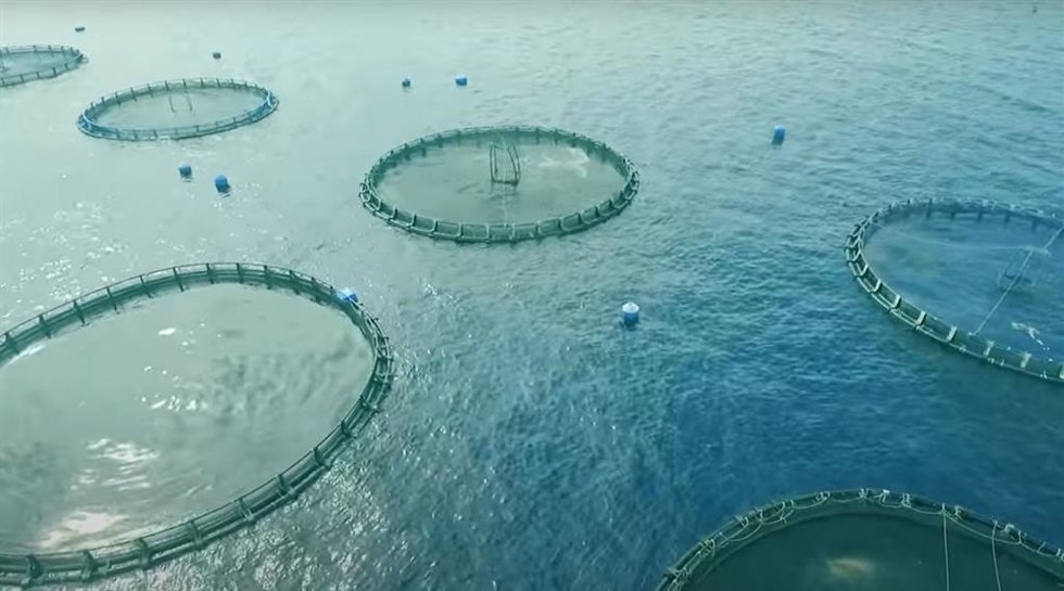 Archivo - La acuicultura ha crecido hasta proporcionar aproximadamente la mitad de todos los productos del mar que se consumen en la actualidad. Sin embargo, la piscicultura se basa en la harina de pescado producida a partir de peces extraídos del océan