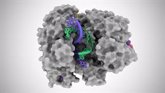 Foto: Descubren una proteína CRISPR que podría dar lugar a nuevas pruebas para muchos virus