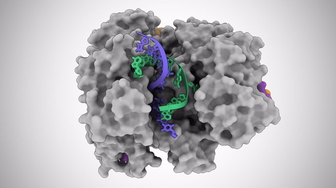 En esta ilustración basada en imágenes de microscopio crioelectrónico, una proteína Cas12a2 abre una doble hélice de ADN, lo que le permite cortar las hebras simples de ADN (azul y verde).