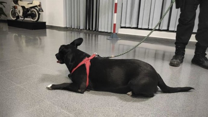 Investigado por pegar puñetazos y patadas a un perro en la calle en Elche