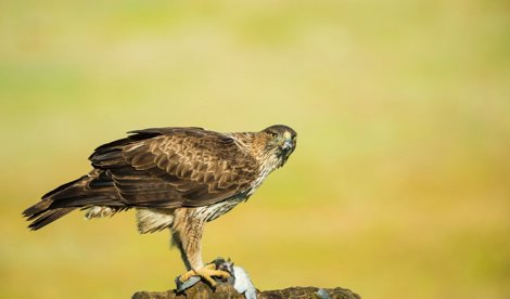 Comunicados Internacional