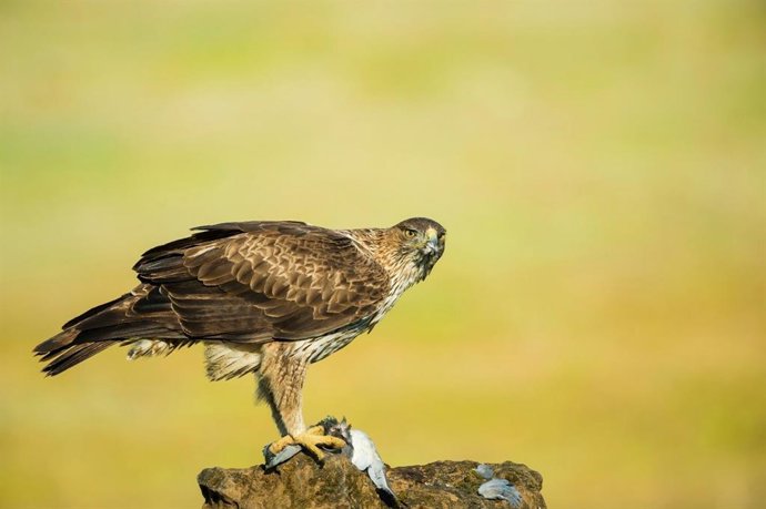 Bonelli's eagle