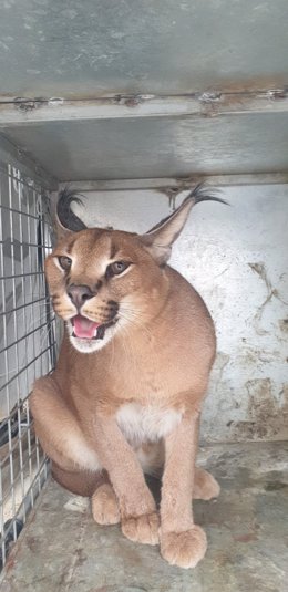 Caracat recuperado en un jardín de Marbella