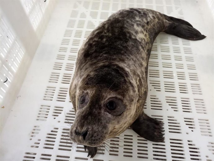 Archivo - El lobo marino ceniciento Maxibar vuelve al medio natural tras completar su recuperación