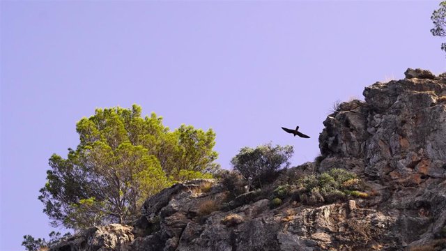 La población de halcón de Eleonora se mantiene estable al archipiélago.