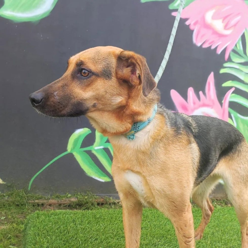Perro del Centro de Atención y Acogida de Animales del Ayuntamiento de Huelva