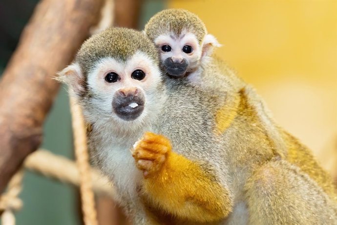 Archivo - HANDOUT - 14 January 2021, Austria, Vienna: A newborn squirrel monkey clings to the back of its parent at Schoenbrunn Zoo. For the first time in ten years, three squirrel monkeys have been born at the zoo. Photo: Daniel Zupanc/TIERGARTEN SCHN