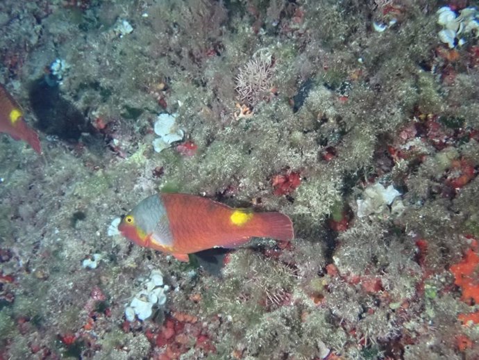 Pez raro incorporado al registro de la Conselleria de Medio Ambiente y Territorio.