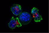 Foto: Diseñan células genéticamente y ocultas en biocápsulas para atacar tumores sólidos desde dentro