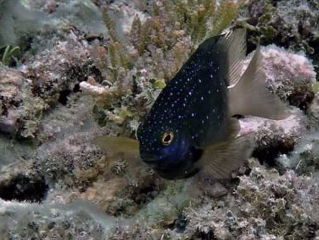 El pez damisela joya es un pez damisela de cultivo específico del sitio.