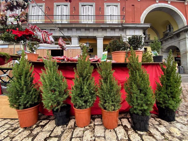 Archivo - Venta de abetos naturales para Navidad en un puesto de la Plaza Mayor de Madrid, en Madrid a 13 de diciembre de 2019.