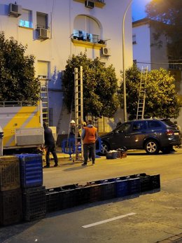 Nota De Prensa. Recogida De Naranjas