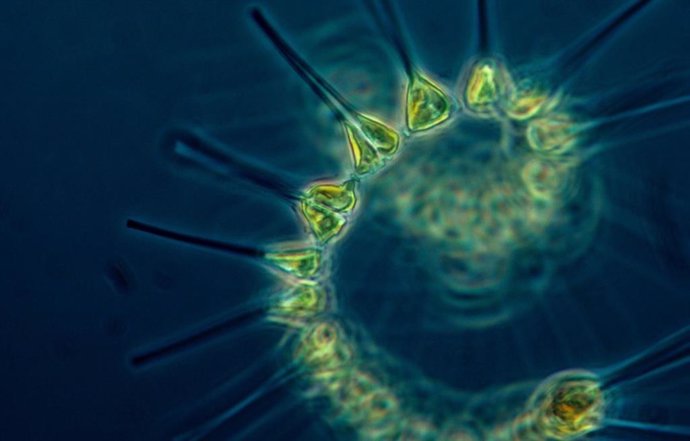 Archivo -     Diminutos organismos con cáscara que flotan en el mar, conocidos como foraminíferos planctónicos, dejan uno de los registros fósiles más completos de la historia evolutiva en aguas profundas