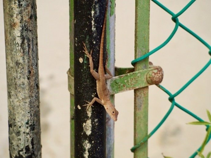 Un lagarto Anolis cristatellus en Puerto Rico.