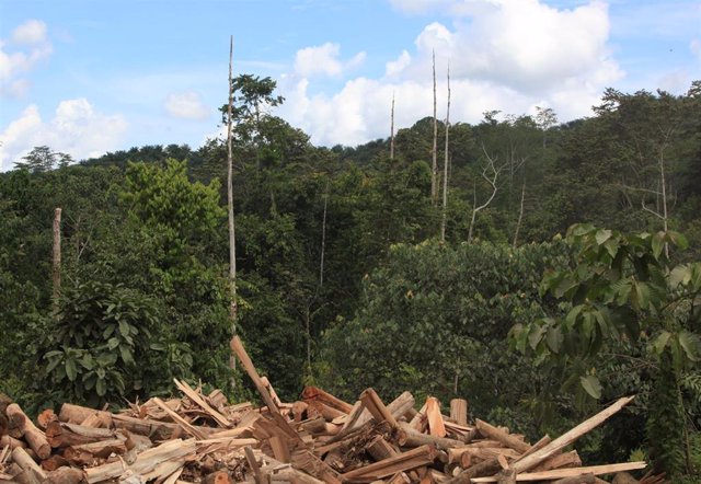 Bosque tropical talado