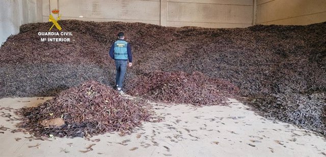 La Guardia Civil detiene a 29 personas por la comisión de numerosos delitos de hurto de más de 64.000 kilos de algarroba