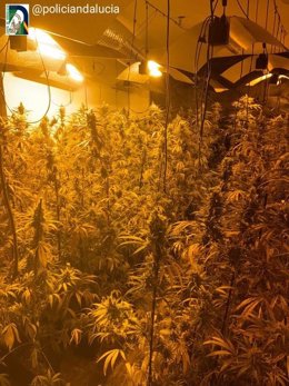 Plantas de marihuana localizadas en la vivienda pública de la calle Cañas y barro, en las Tres Mil Vivienda de Sevilla.