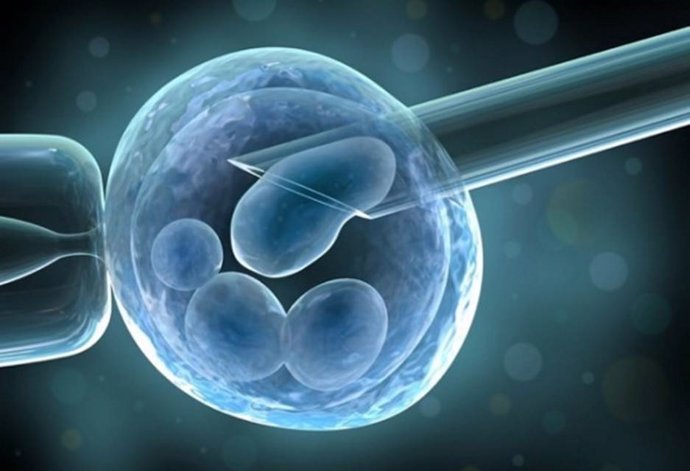 Archivo - Transferencia de embriones en estado de blastocisto.