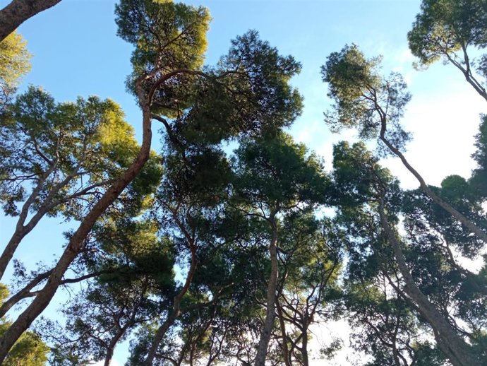 Archivo - El Ayuntamiento de Huesca ha iniciado la campaña para evitar la presencia de estorninos en la ciudad
