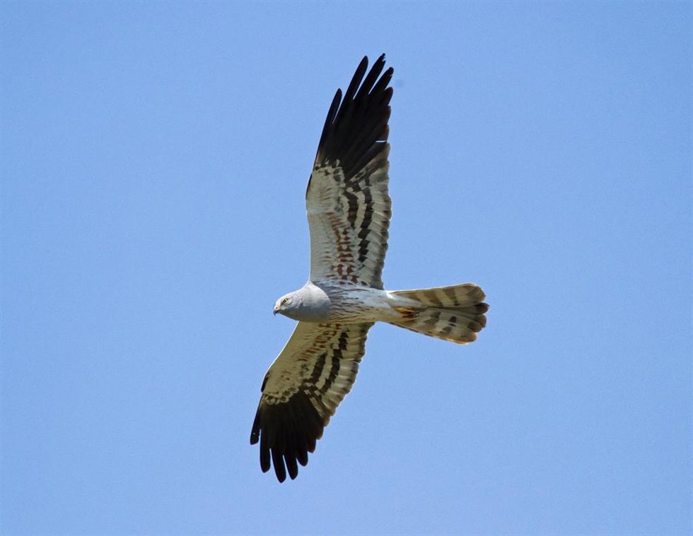 Archivo - Las poblaciones de aguilucho cenizo y aguilucho pálido han caído un 23% y un 45% respectivamente entre 2006 y 2017