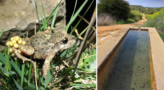 A la izquierda, macho de sapo partero común, Alytes obstetricans, portando una puesta. A la derecha, un abrevadero con larvas de la misma especie.