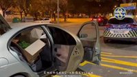 Detenido un joven en el Polígono Sur de Sevilla con cerca de 1.000 plantas en el interior de su coche