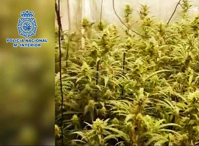 Nueve detenidos y desarticulados tres narcopisos en Vallecas