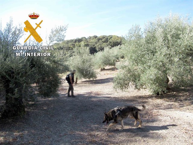 Archivo - Servcio Cinológico de la Guardia Civil rastreando la presencia de cebos envenenados
