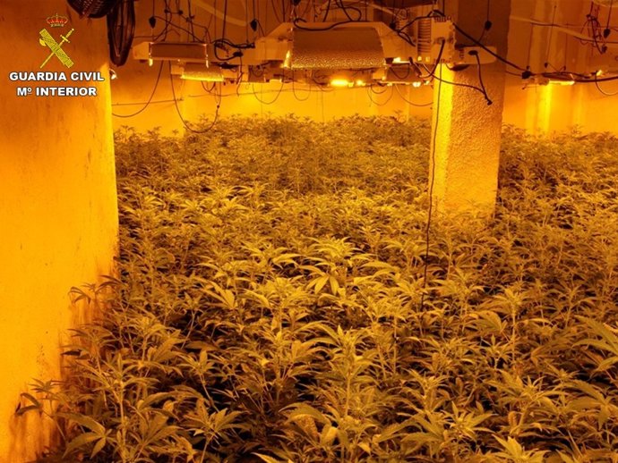 Desmantelan tres plantaciones con mil plantas de marihuana en urbanizaciones de lujo en Calp