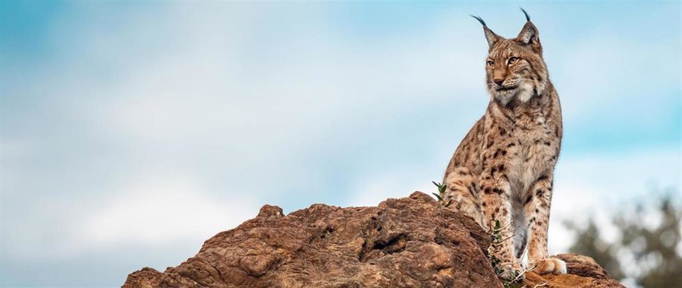 Investigadores del CEU identifican un tipo de parásito que podría ser una amenaza para el lince ibérico