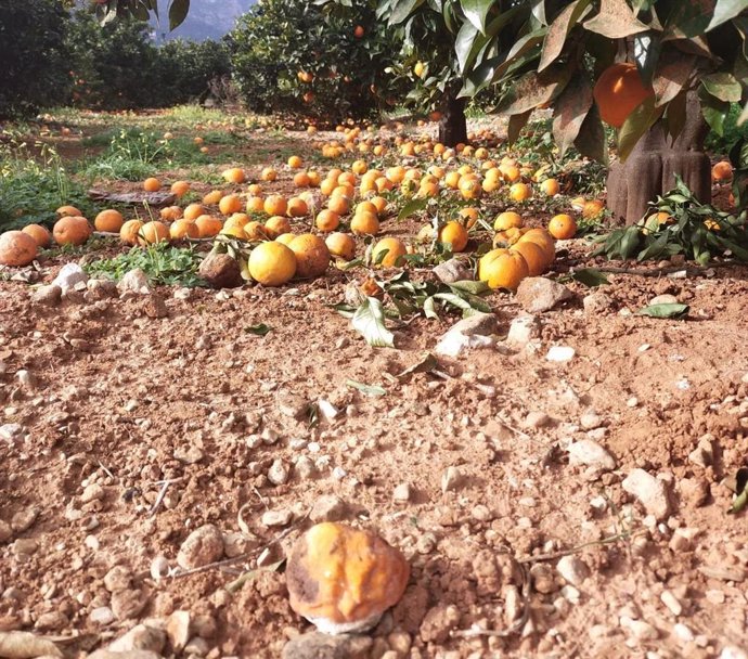 Cítricos en la tierra