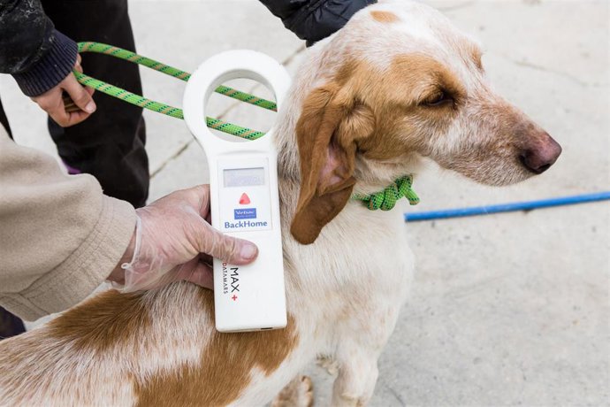 Archivo - El pasado año fueron adoptados 215 perros