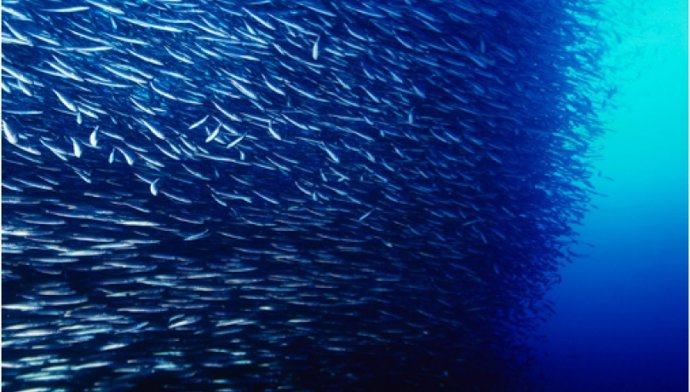 El aumento de la temperatura del agua podría tener consecuencias ecológicas muy importantes