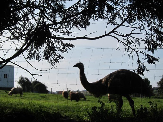 Archivo - Avestruz, campo, Asturias, rural.