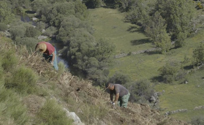 Programa de replantación de árboles de Imagin