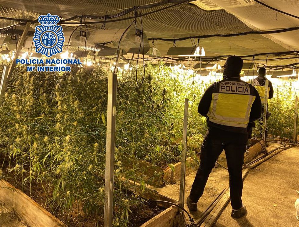 Marihuana intervenida.