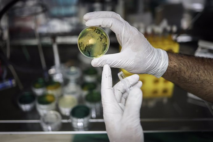 Archivo - 30 September 2022, Syria, Idlib: A lab technician works on samples of suspected Cholera in a medical laboratory of the Early Warning, Alert and Response Network (EWARN)network in Idlib. According to the latest statistics of EWARN, a total of 5