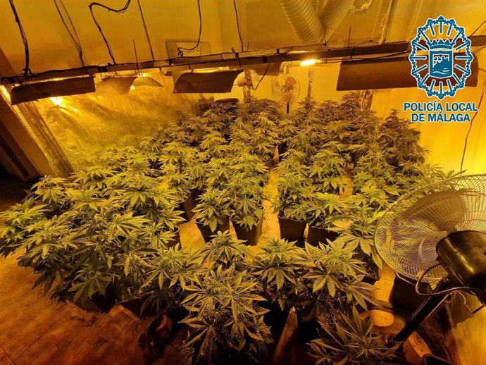 Los policías descubrieron y desmantelaron la plantanción de marihuana en un piso en la barriada Pavero, dentro del distrito Bailén-Miraflores, al que acudieron con motivo de una presunta discusión.