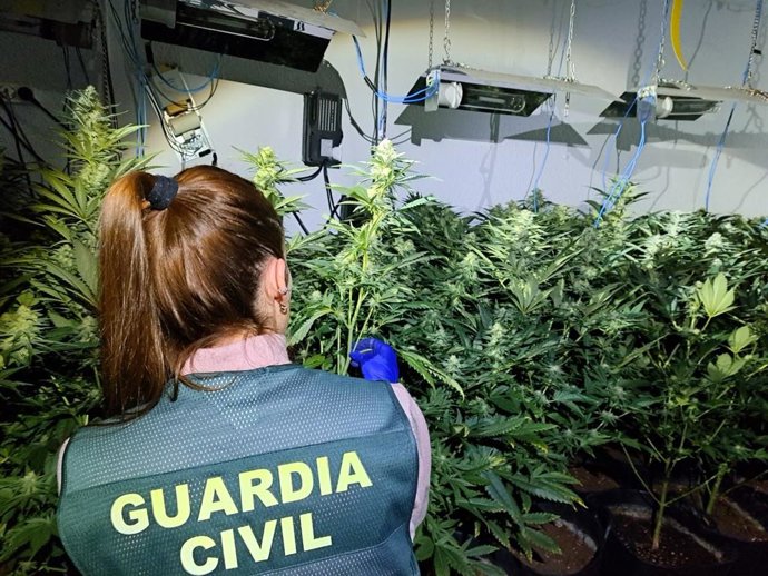 Un incendio en una vivienda producido por un enganche eléctrico fraudulento permite a la Guardia Civil detener a una persona e incautar una plantación de marihuana en Almassora