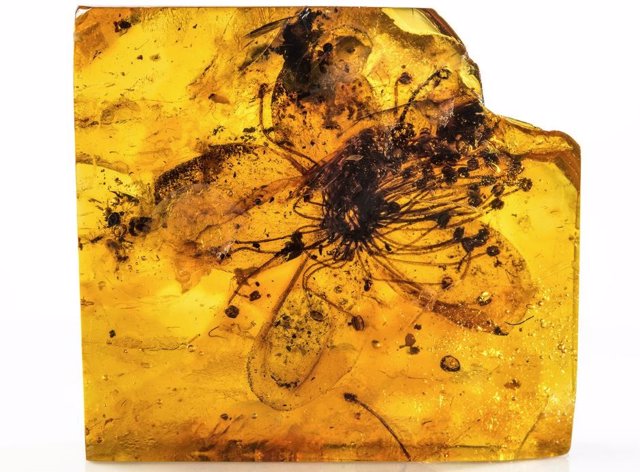 Flor fósil de 3 centímetros preservada en ámbar de 34-38 millones de años