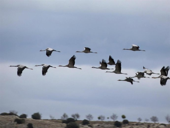 Archivo - Grullas en la Laguna de Gallocanta