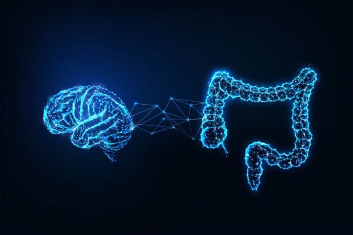 Conexión entre el intestino y el cerebro.