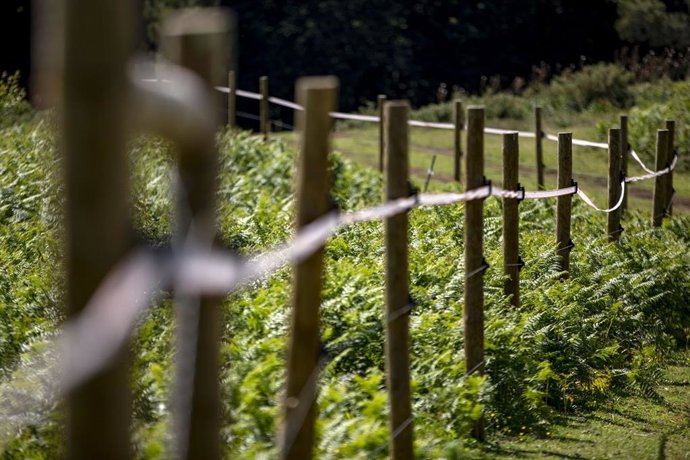Archivo - La Xunta convoca más de 17 millones en ayudas para los ganaderos de la carne para paliar la crisis de precios.