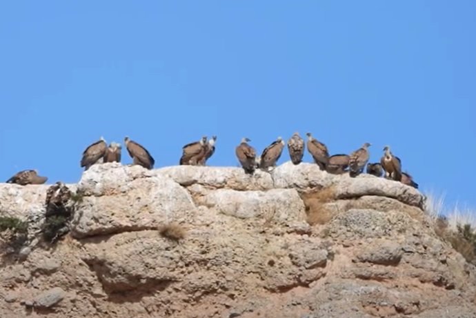 Ejemplares de buitre leonado en las inmediaciones del Refugio de Montejo de la Vega (Segovia).