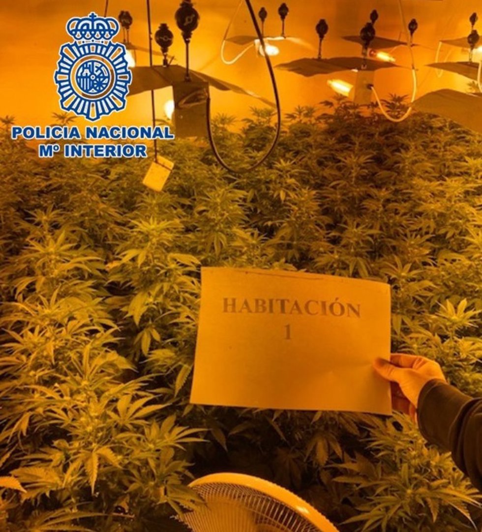 Desmantelada una plantación de marihuana indoor en un piso con 340 plantas