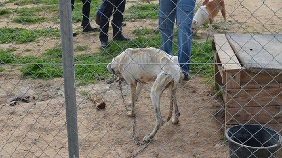 Un perro de caza en una protectora