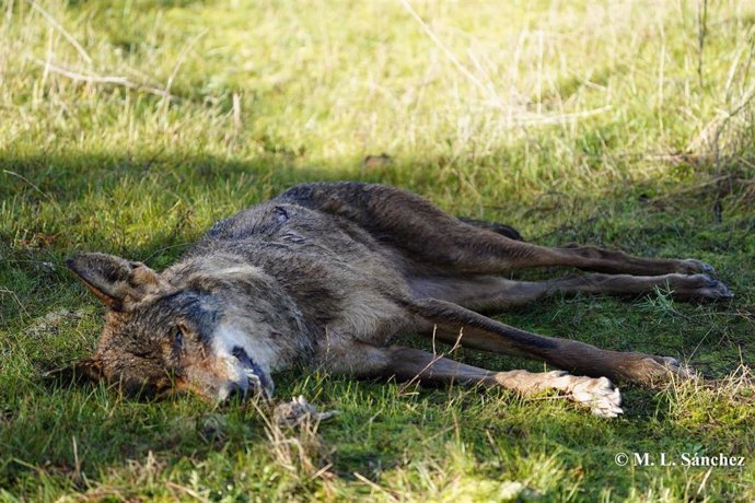 El cuerpo de la loba hallada al sur de la provincia de Valladolid.